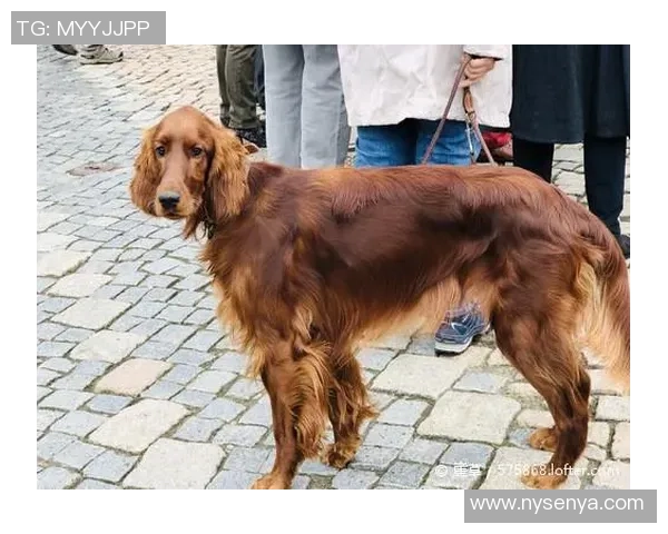 足球巨星们的爱犬揭秘他们与宠物之间温暖陪伴的故事